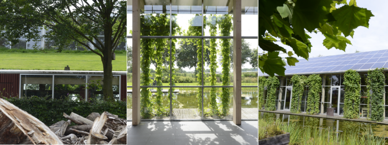 Het groene gebouw